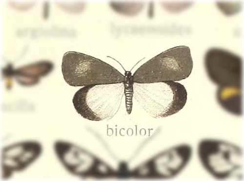 Arbudas bicolor