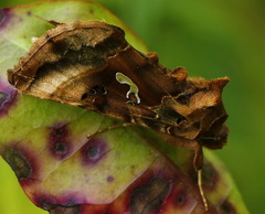 Autographa macrogamma