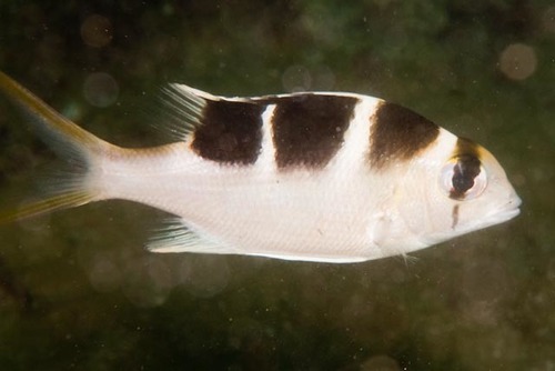 Humpnose Bigeye Bream