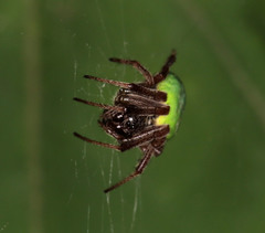 Araneus apricus