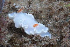 Ardeadoris angustolutea