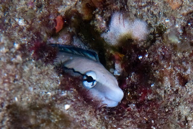 False Cleanerfish