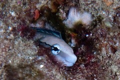 Aspidontus dussumieri