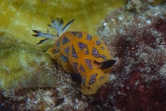 Halgerda indotessellata