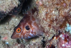 Amblycirrhitus bimacula