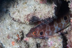 Amblycirrhitus bimacula