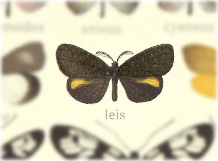 Eumorphiopais leis