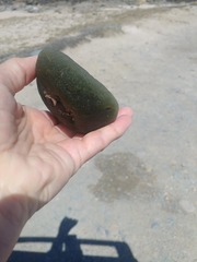 Siphonocladales