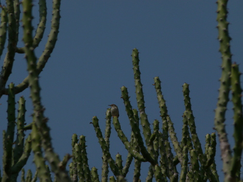Rufous-fronted Prinia (Prinia buchanani), photo 7