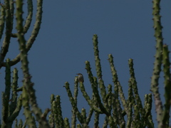 Prinia buchanani