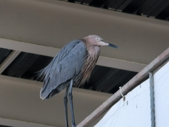 Egretta rufescens