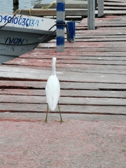 Egretta thula