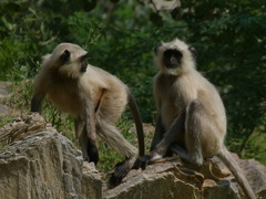 Semnopithecus entellus