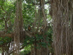 Semnopithecus entellus