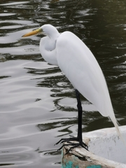 Ardea alba