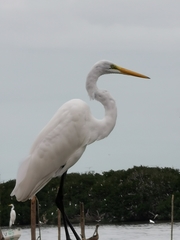 Ardea alba