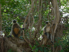 Semnopithecus entellus