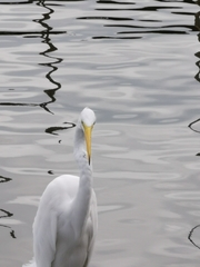 Ardea alba