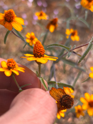 Zinnia angustifolia, photograph 3