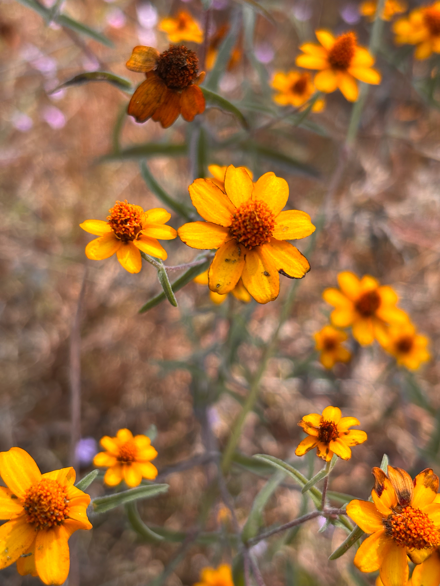 Narrowleaf Zinnia (Zinnia angustifolia)