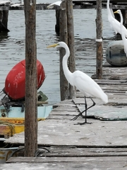 Ardea alba