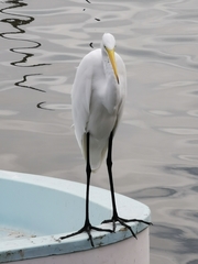 Ardea alba