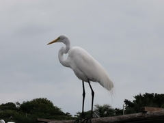 Ardea alba