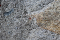 Erythraeoidea