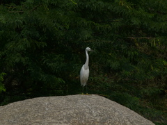 Egretta garzetta