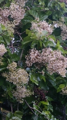 Berrya cordifolia, photograph (c) Harsha Jayaramaiah, some rights reserved (CC BY)