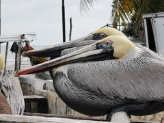 Pelecanus occidentalis