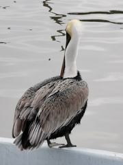 Pelecanus occidentalis