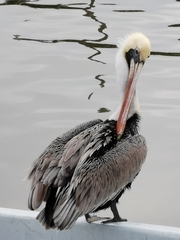Pelecanus occidentalis