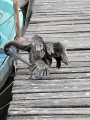 Pelecanus occidentalis