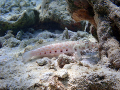 Parapercis millepunctata