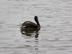 Pelecanus occidentalis
