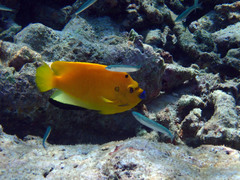 Apolemichthys trimaculatus