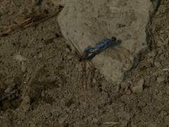Orthetrum taeniolatum