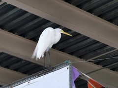 Ardea alba