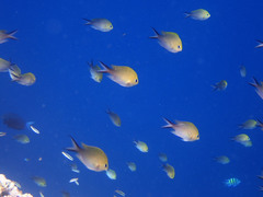 Chromis ternatensis