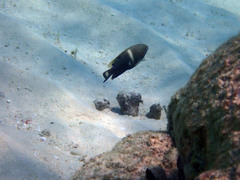 Chrysiptera biocellata