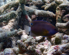 Pomacentrus chrysurus