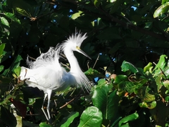 Egretta thula