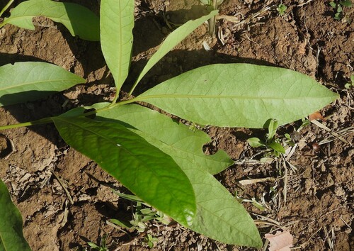 Cryptocarya glaucescens observed 2025-11-24