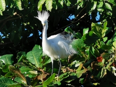 Egretta thula