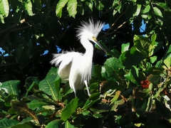 Egretta thula