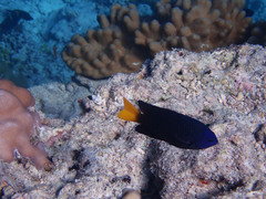 Pomacentrus philippinus