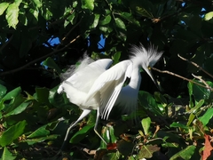 Egretta thula