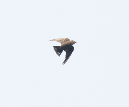 Red-throated Rock Martin (Ptyonoprogne rufigula), photo 5