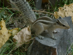 Funambulus pennantii